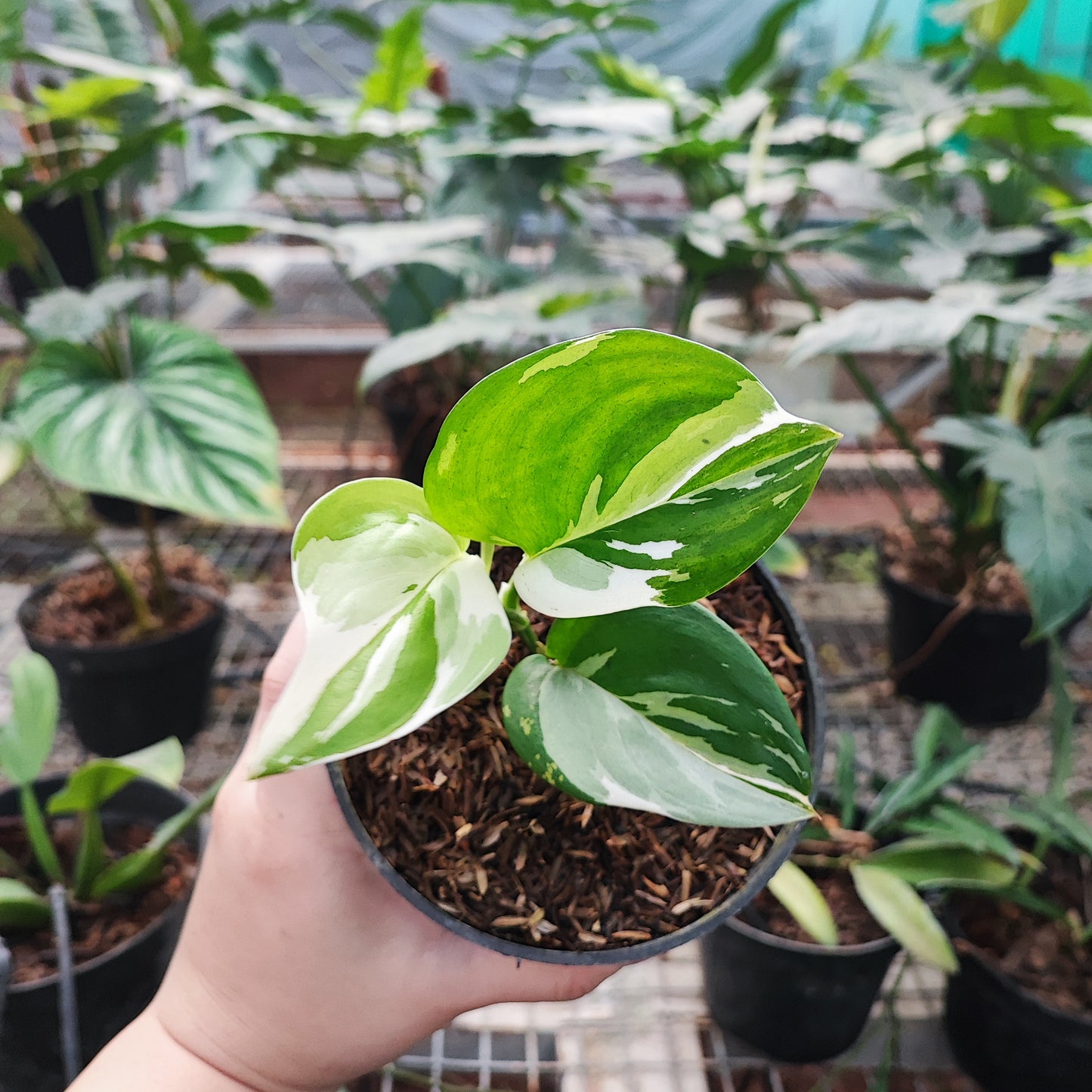 Scindapsus Treubii Moonlight Variegated