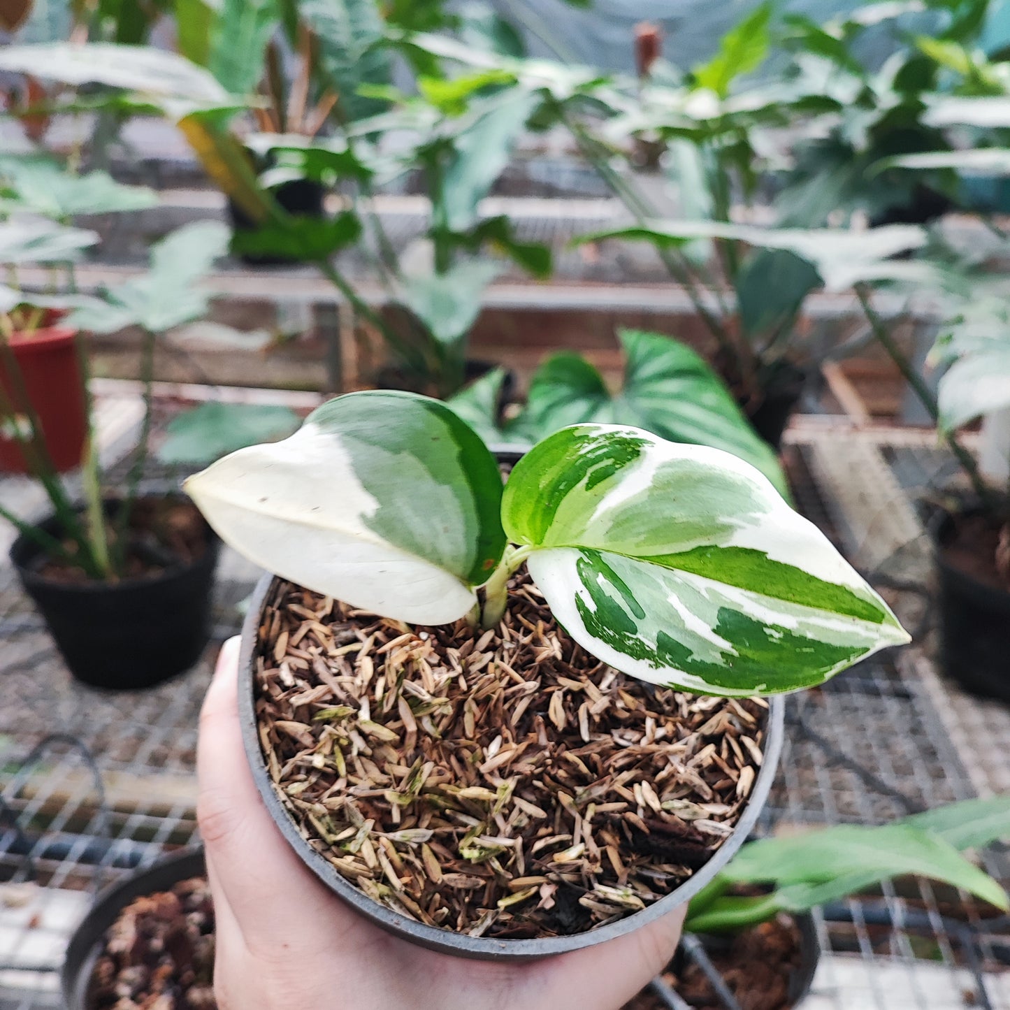 Scindapsus Treubii Moonlight Variegated