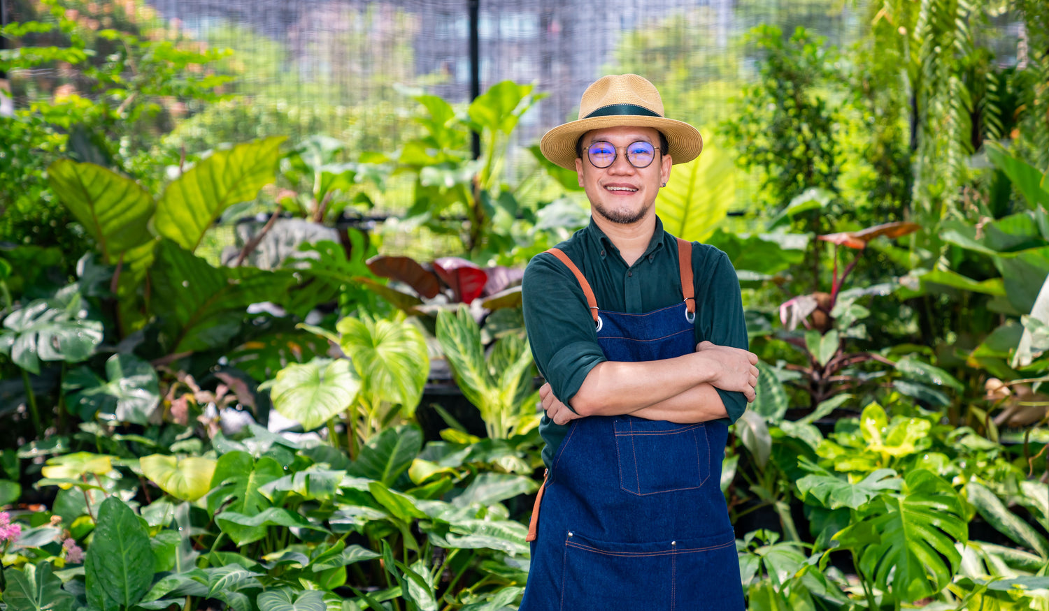 Plant Guy | Philodendron