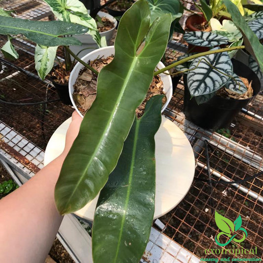 Philodendron Atabapoense