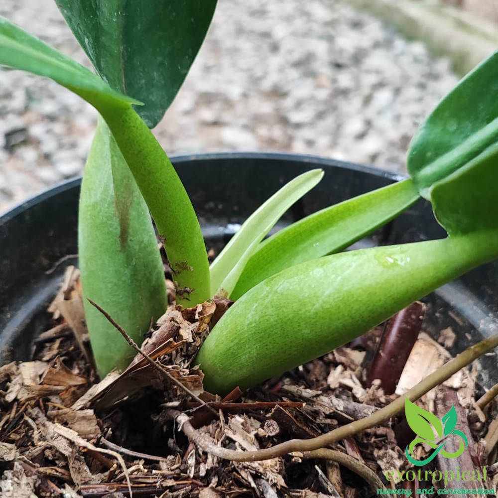 Philodendron Martianum Fat Boy