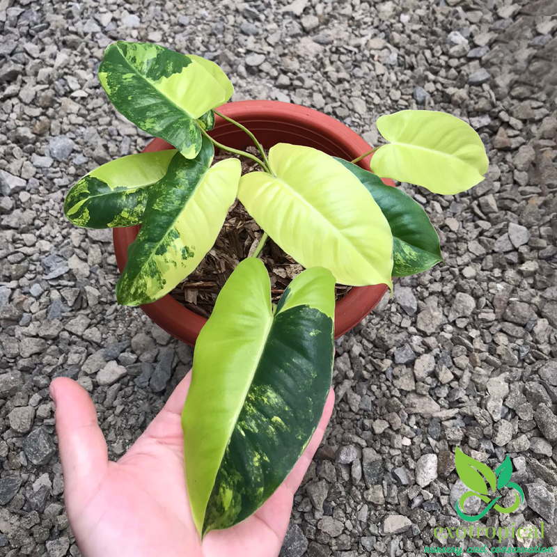 Philodendron Burlemarx Variegated