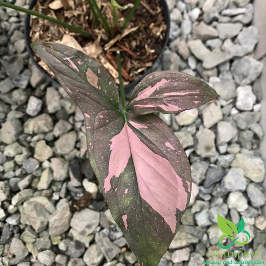 Syngonium Pink Splash