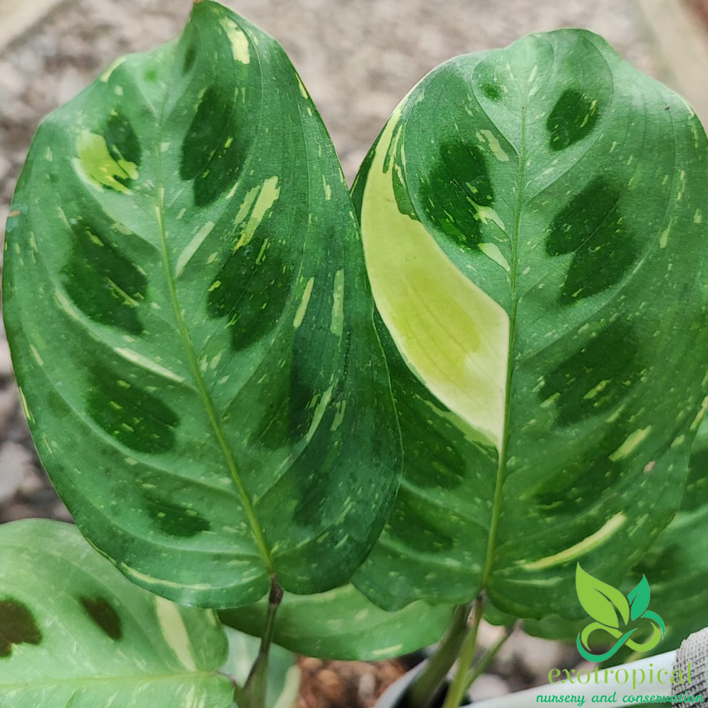 Calathea Lenovero Butterfly variegated
