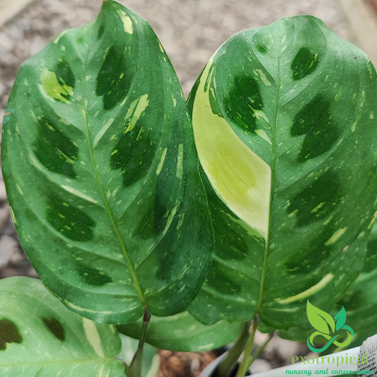 Calathea Lenovero Butterfly variegated
