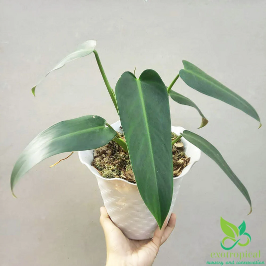 Philodendron Tuxtlanum Red Queen