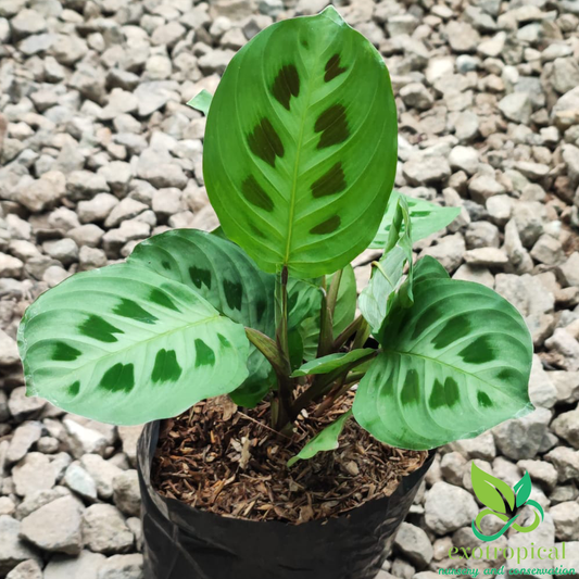 Calathea Lenovero Butterfly