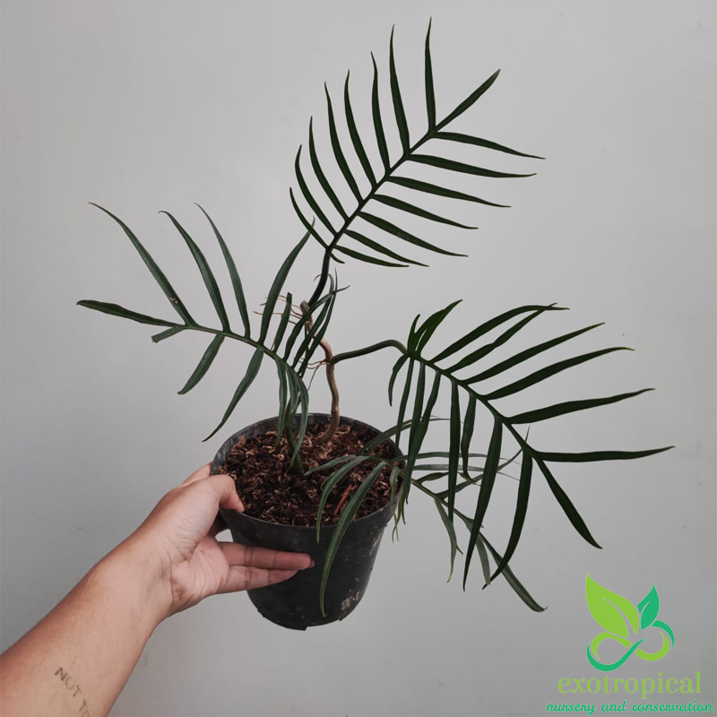 Philodendron Tortum