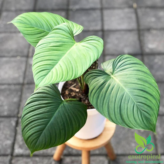Philodendron Fuzzy Petiole