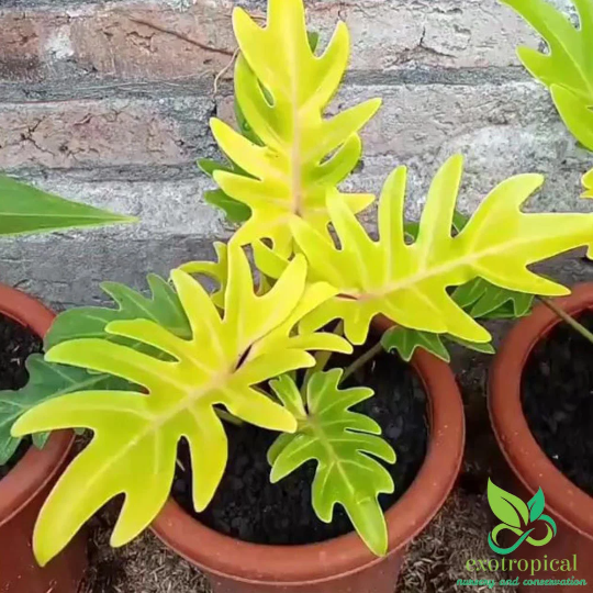 Philodendron Golden Xanadu