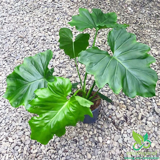 Philodendron Shangri La