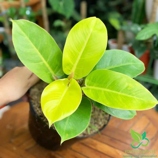 Philodendron Moonlight