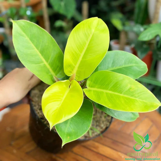 Philodendron Moonlight