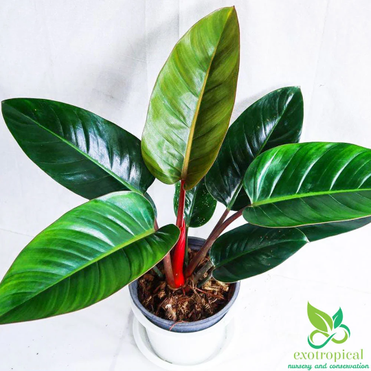 Philodendron Red Congo