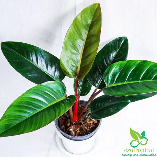 Philodendron Red Congo