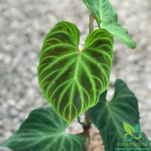 Philodendron Verrucosum