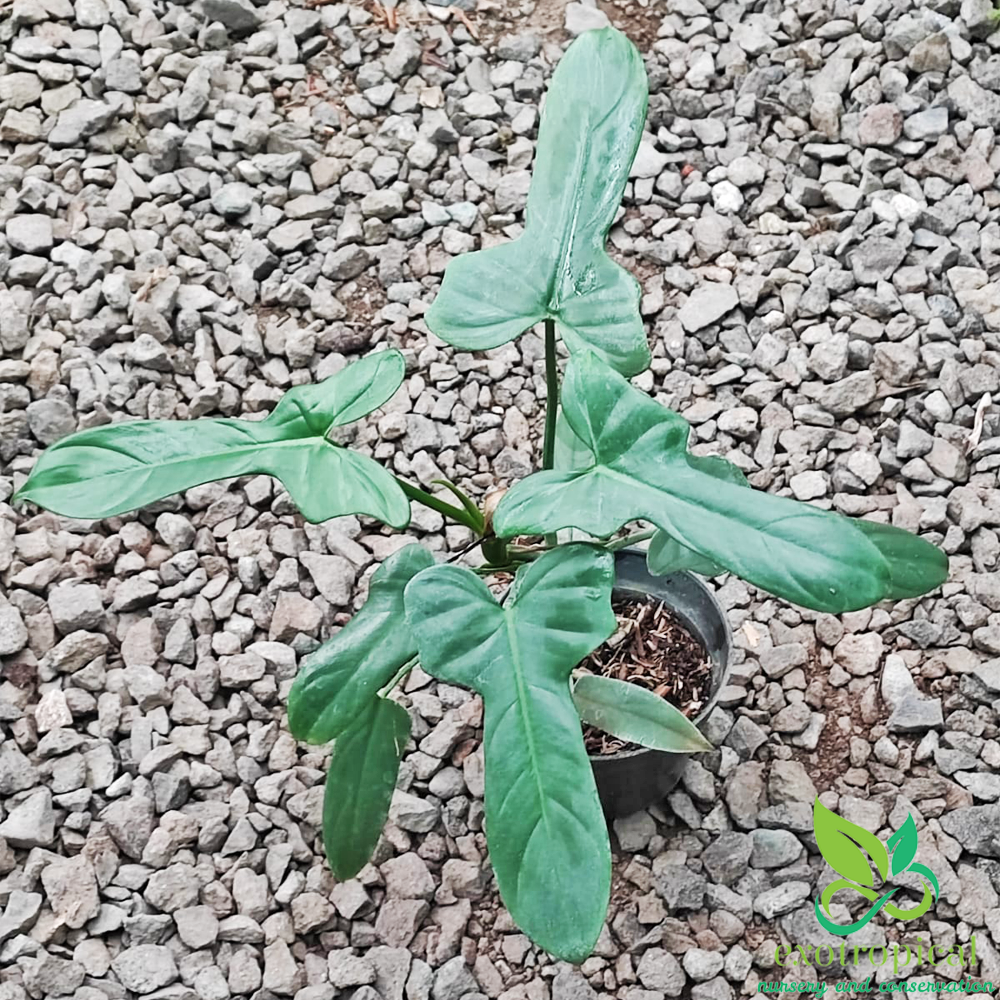 Philodendron Bipennifolium Violin