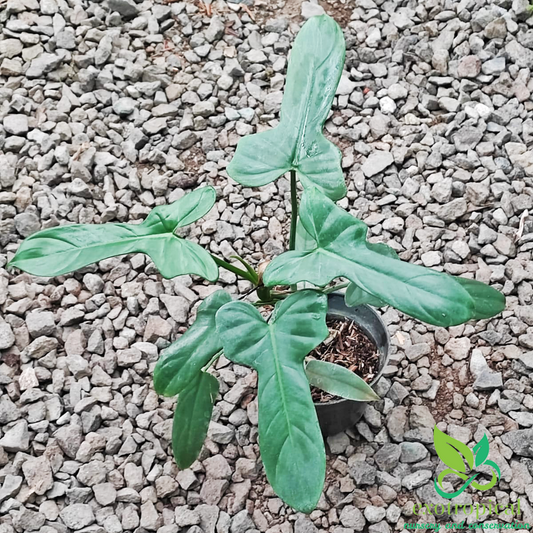 Philodendron Bipennifolium Violin