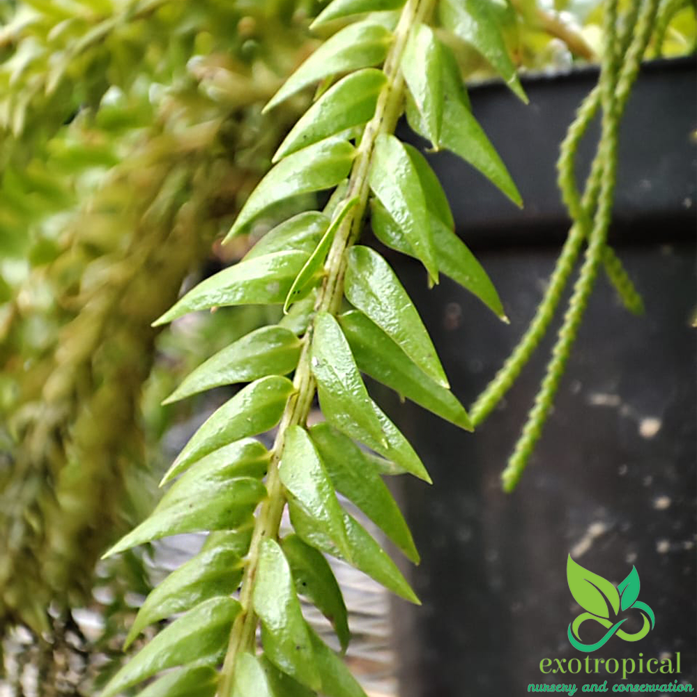 Huperzia Phlegmaria Tassel Fern