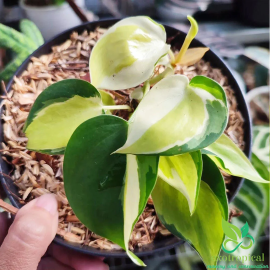 Philodendron Gabby Cream Splash