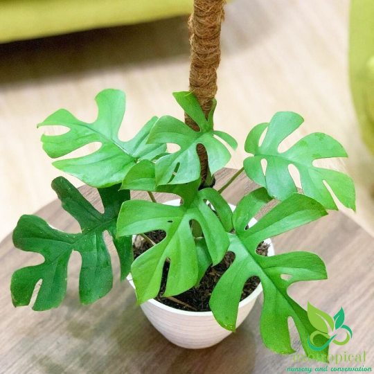Philodendron Ginny / Raphidophora Tetrasperma