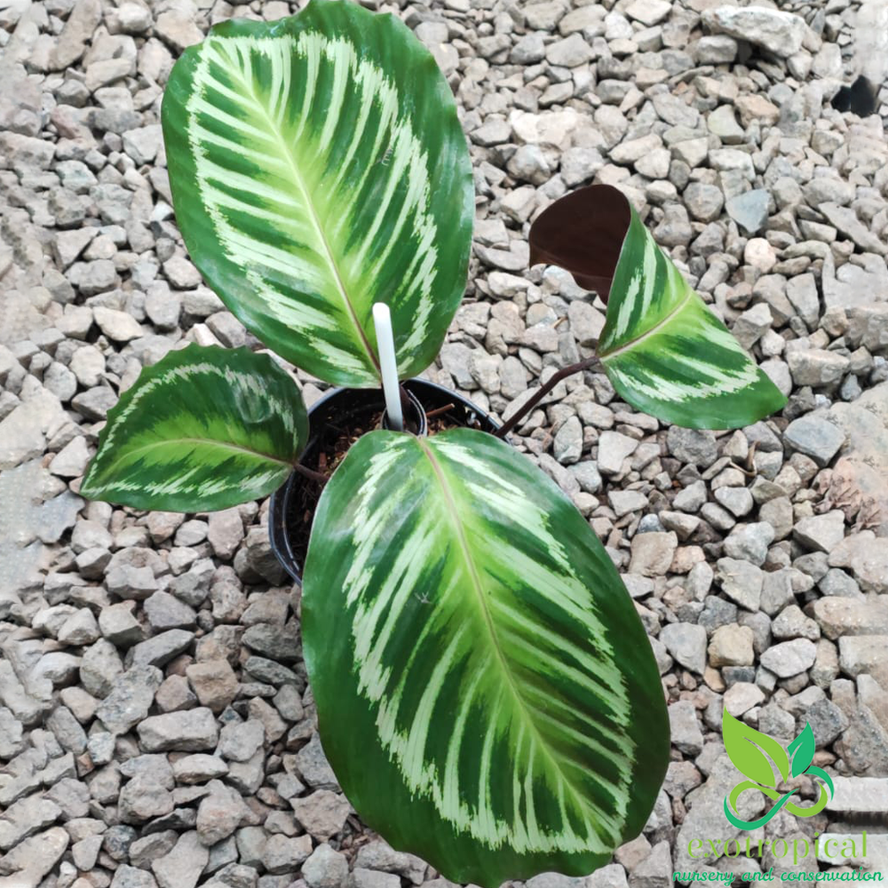 Calathea Flamestar