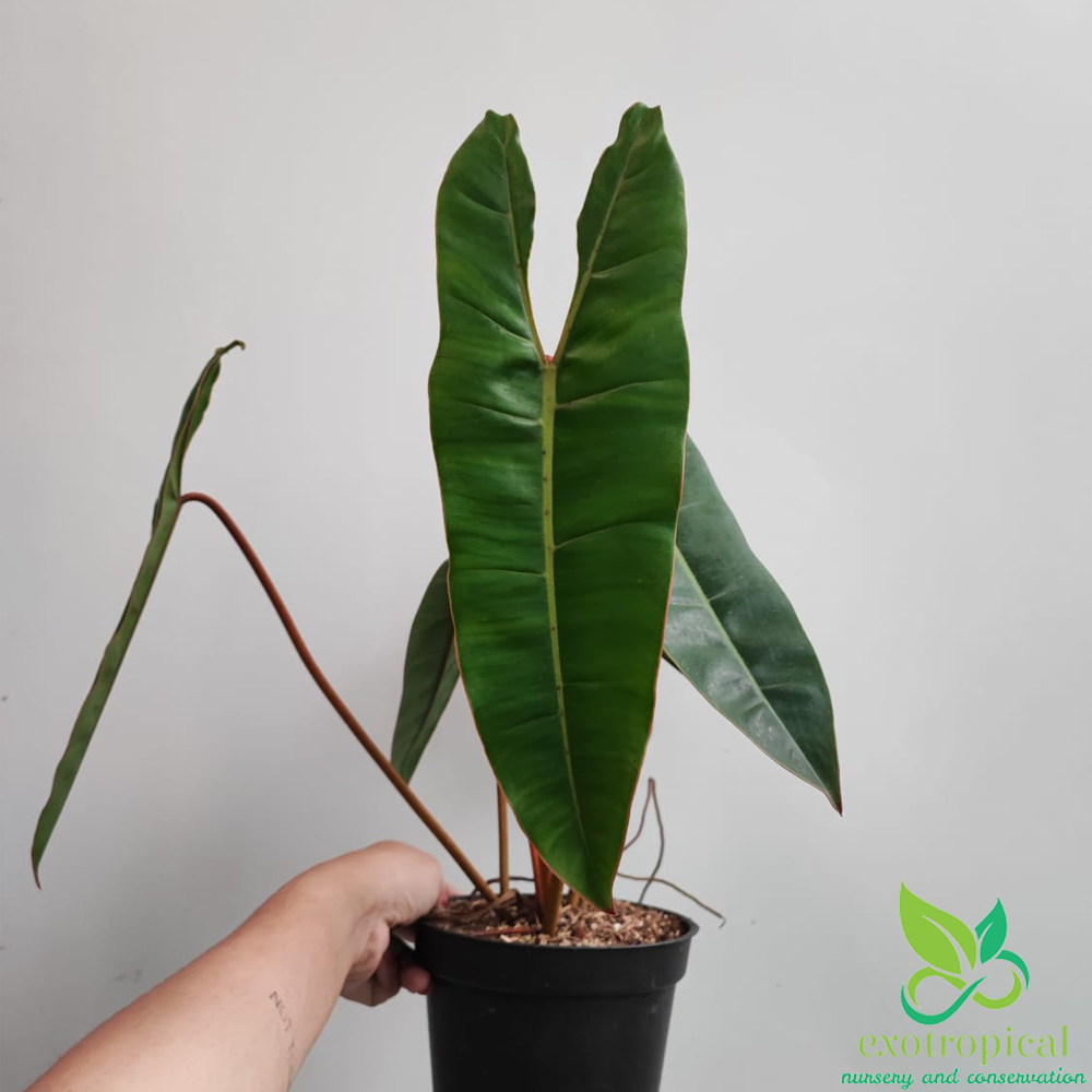 Philodendron Billietiae Orange Stem Petiole