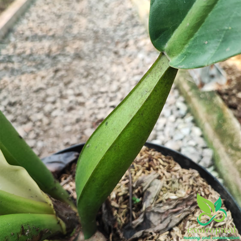 Philodendron Martianum Fat Boy