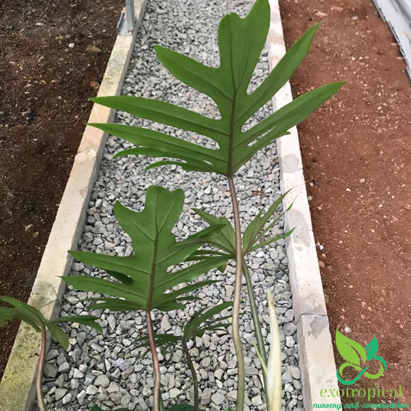 Philodendron Mayoi
