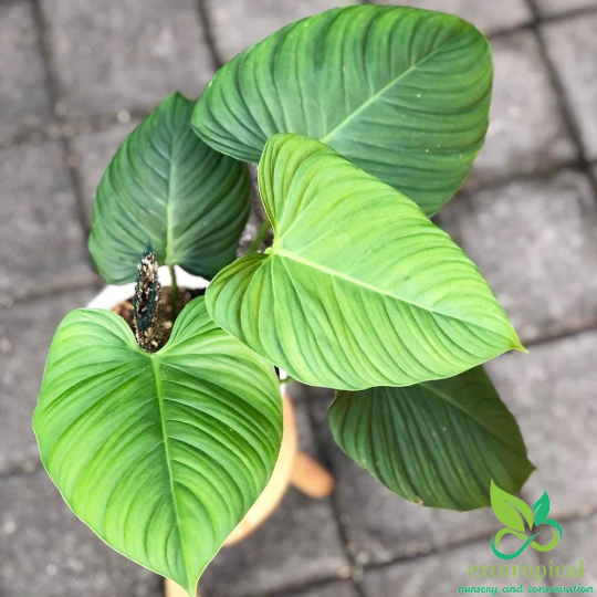 Philodendron Fuzzy Petiole