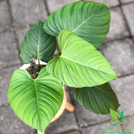 Philodendron Fuzzy Petiole