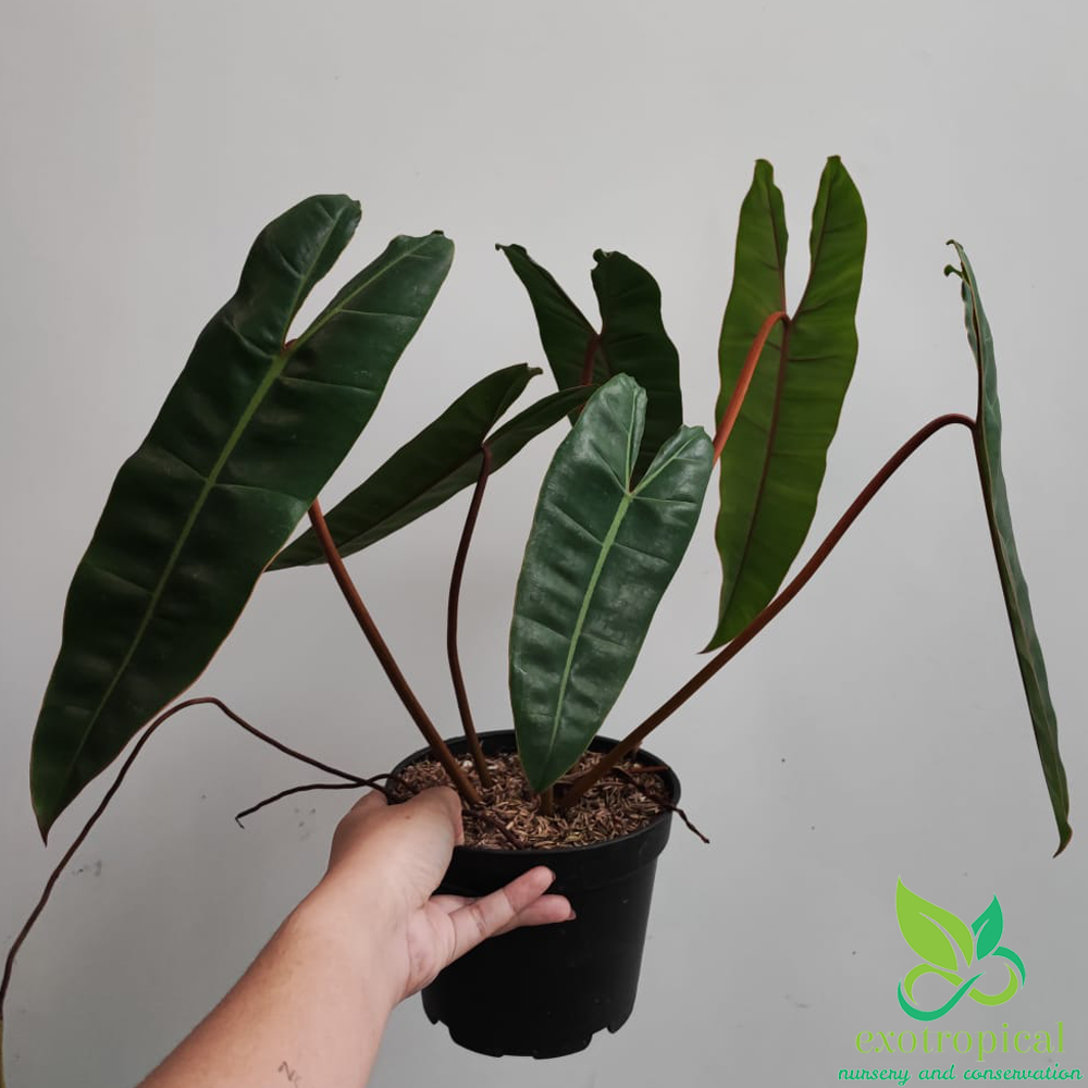 Philodendron Billietiae Orange Stem Petiole