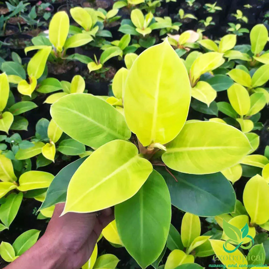 Philodendron Moonlight