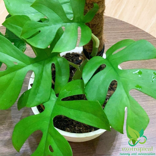 Philodendron Ginny / Raphidophora Tetrasperma