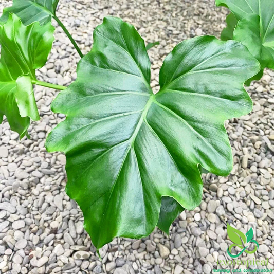Philodendron Shangri La