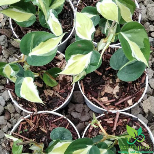 Philodendron Gabby Cream Splash