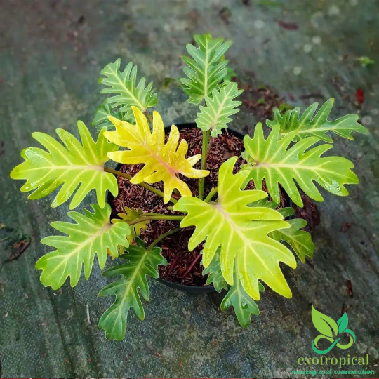 Philodendron Golden Xanadu
