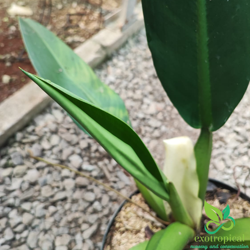 Philodendron Martianum Fat Boy