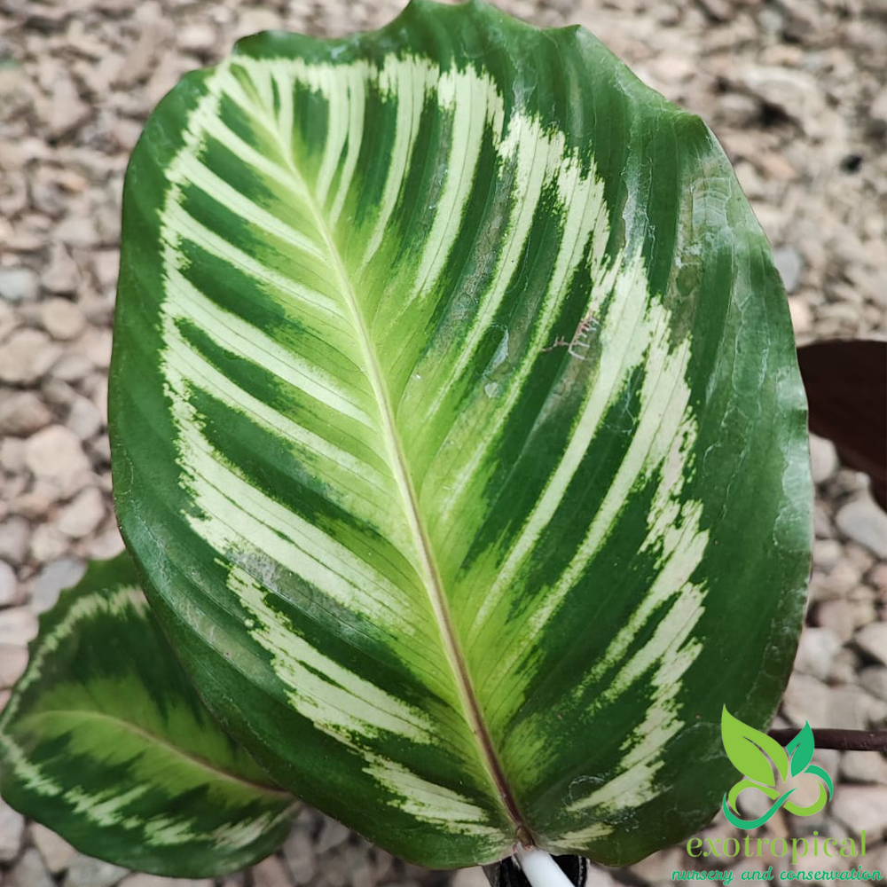 Calathea Flamestar