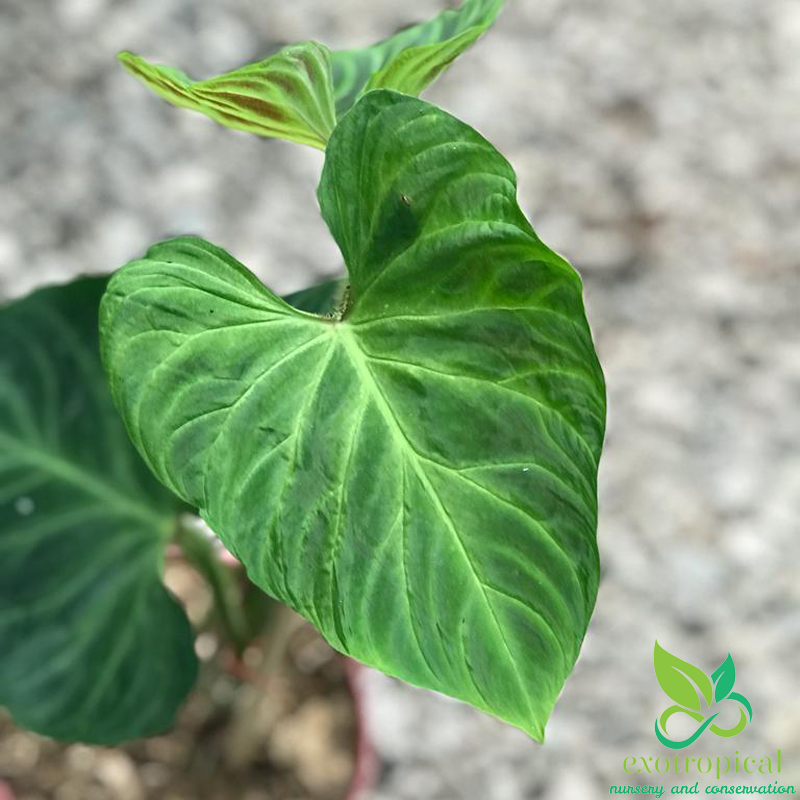 Philodendron Verrucosum