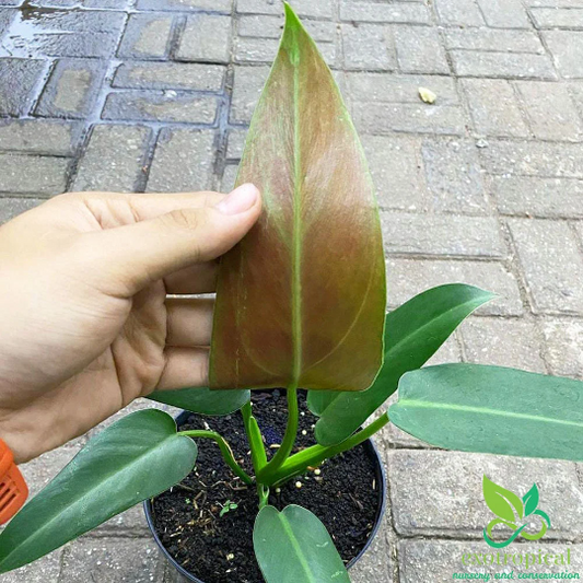 Philodendron Tuxtlanum Red Queen