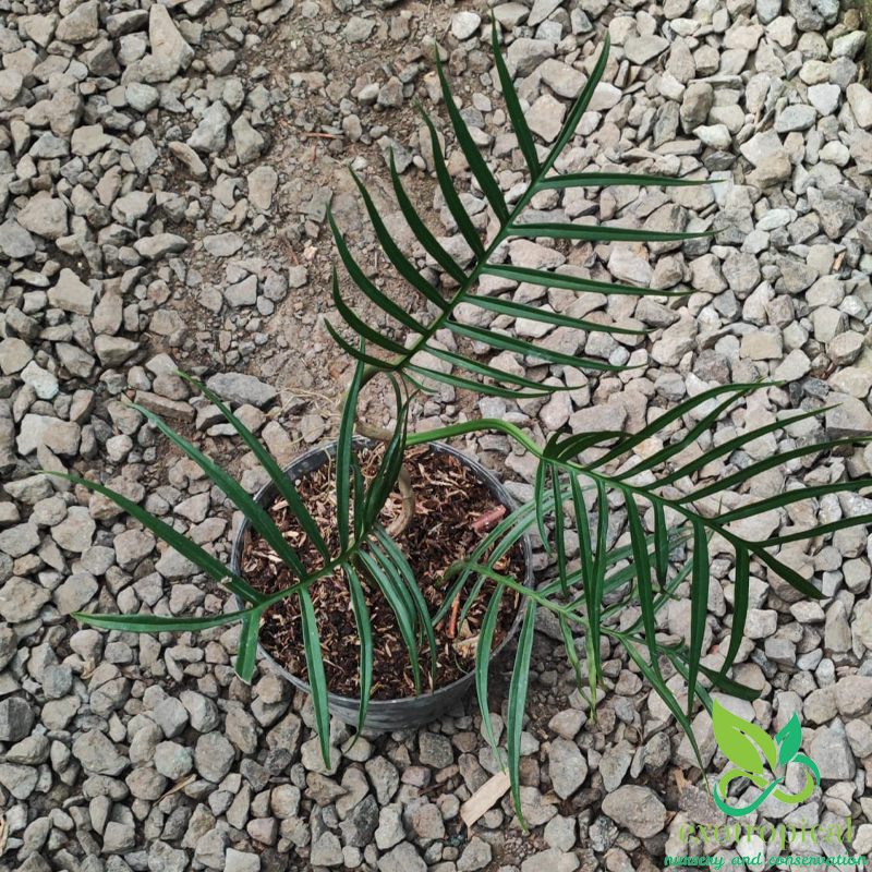 Philodendron Tortum