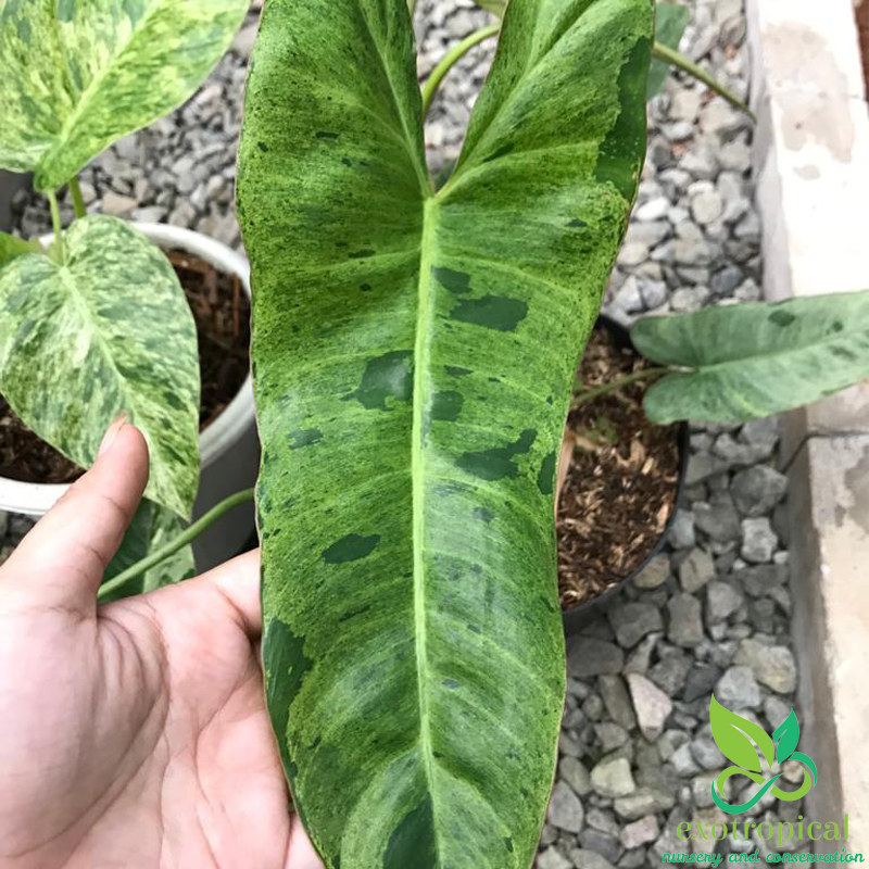 Exotropical Special Package C: Philodendron Lovers