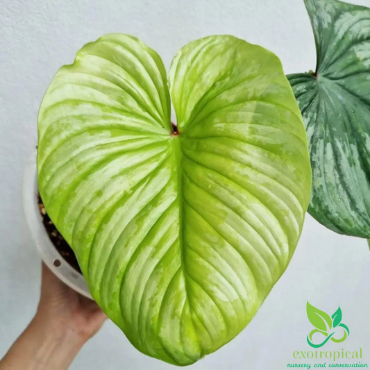 Philodendron Mamei Silver Cloud