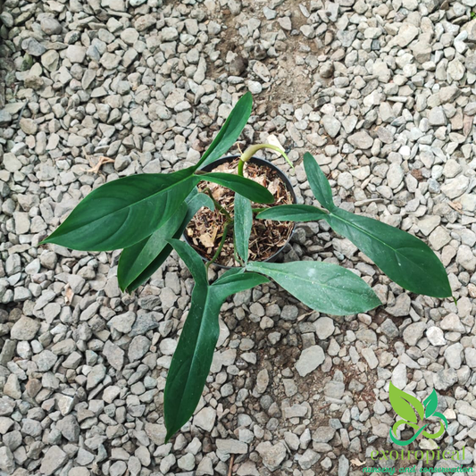 Philodendron Code 69686