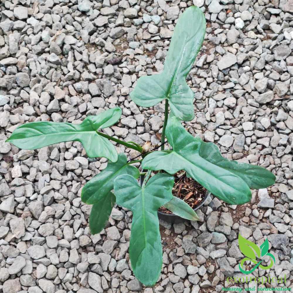 Philodendron Bipennifolium Violin