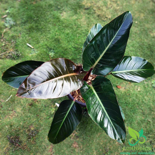 Philodendron Red Congo
