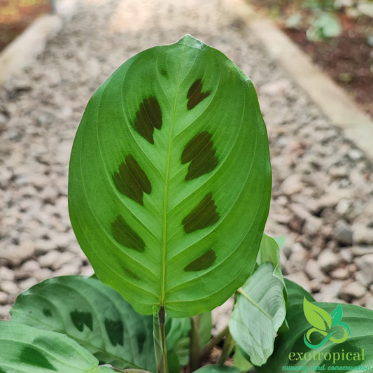Calathea Lenovero Butterfly