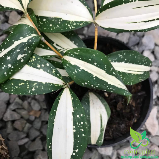 Dracaena Surculosa Milkyway Varigated