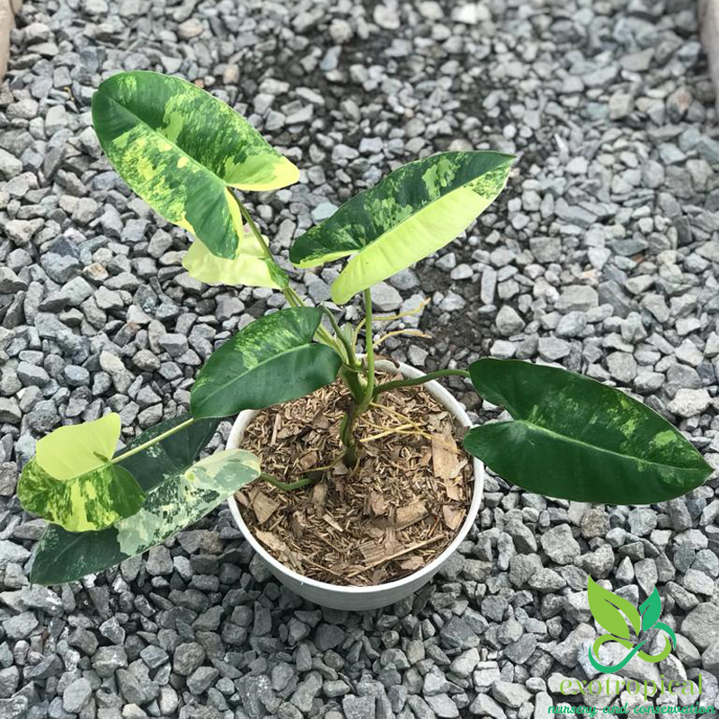 Philodendron Burlemarx Variegated